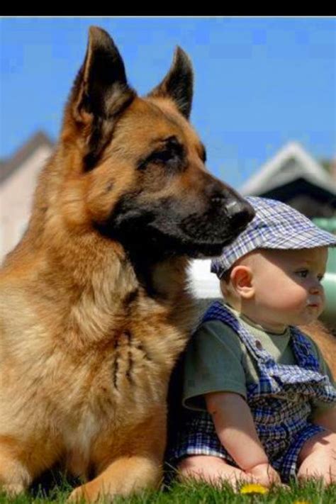 Cute Puppy And Dog 3 Top Cute Amazing German Shepherds Male Dogs