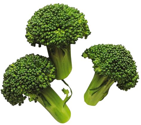 Broccoli Png Transparent Image Download Size 600x533px