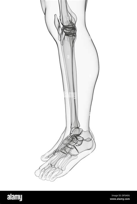 Human Leg Bones Artwork Stock Photo Alamy
