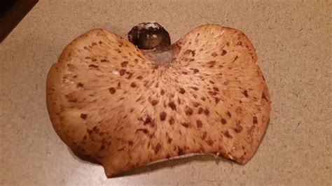 Pheasant Back Mushroom Michigan Sportsman Online Michigan Hunting