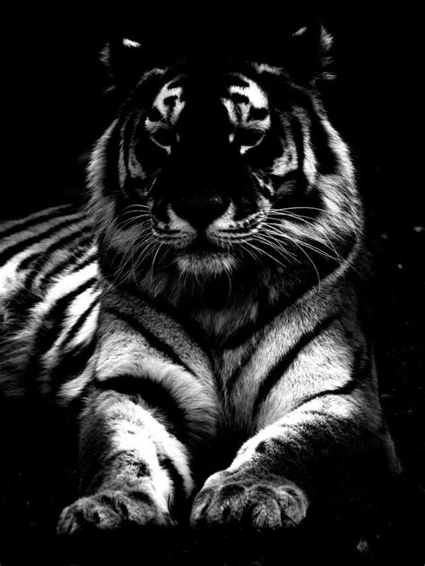32 Best Images About Black And White Tigers On Pinterest