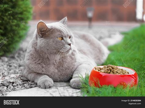Funny Overweight Cat Image And Photo Free Trial Bigstock