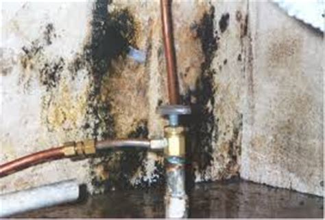 Use them in commercial designs under lifetime, perpetual & worldwide rights. Stachybotrys (black mold) | ET&T Indoor Environmental Surveys