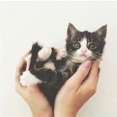 A l'occasion de la journée internationale du chat, le 8 août, nous partageons avec vous nos gifs de chats préférés de tous les temps. 20 chatons trop mignons qui vont vous donner envie de ...
