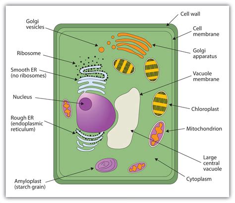 Simple Plant Cell Drawing at GetDrawings | Free download