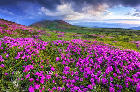 Magic Pink Rhododendron Flowers In The Mountains Stock Photo Image Of