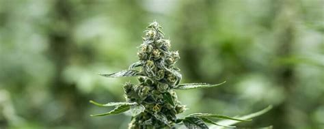 Cannabis Production Conviron