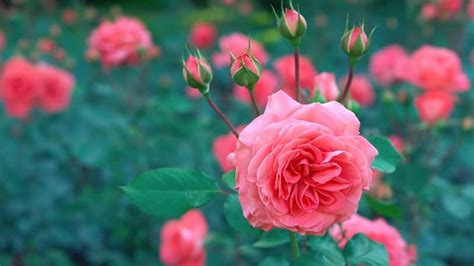 May 7, 2019 february 6, 2020 by ikanhias. Cara Merawat Bunga Mawar yang Wajib Kamu Ketahui | KepoGaul