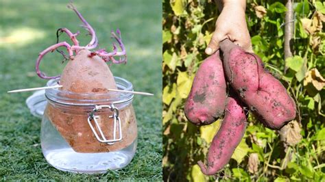 How To Grow Sweet Potatoes In Containers Guide To Growing Sweet
