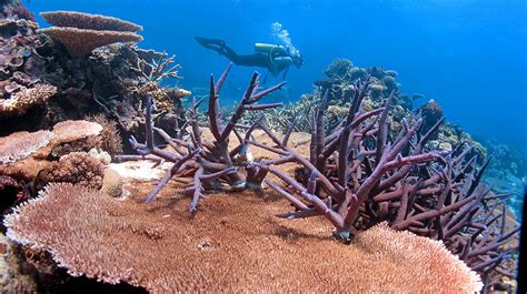 Heat Tolerant Genes May Rescue Corals From In Eurekalert