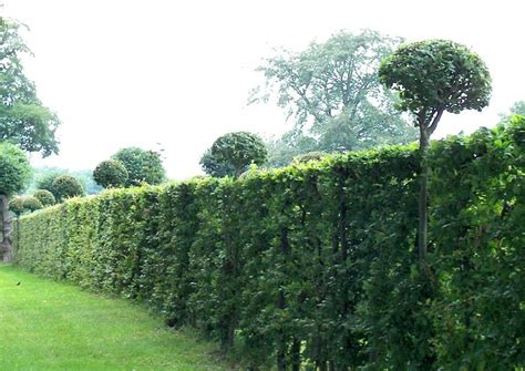 Wann ist die beste zeit zum schneiden? Wann Schneidet Man Eine Buchenhecke
