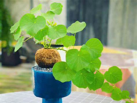 Stephania erecta stephanias erecta is a caudex, which looks a bit like a hybrid between a potato and a coconut, but can be much bigger this zen product comes together with a handmade balinese style terracotta pot smiliar to this picture. How to Grow and Care for Stephania | World of Succulents