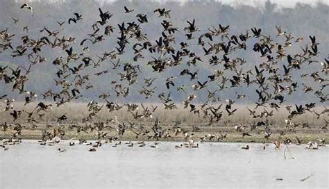 Bird Flu Scare In Jharkhand After Crows Mynas Found Dead Samples Sent For Examination Catch News