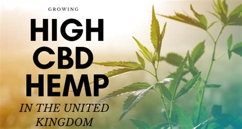 Growing High Cbd Hemp In The United Kingdom Cbd Seed Co