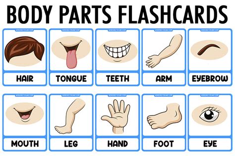 Free Printable Body Parts Flashcards With Pictures Pdf