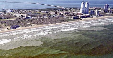 Florida Red Tide Update 15 People Taken To Er After Contact With Algae