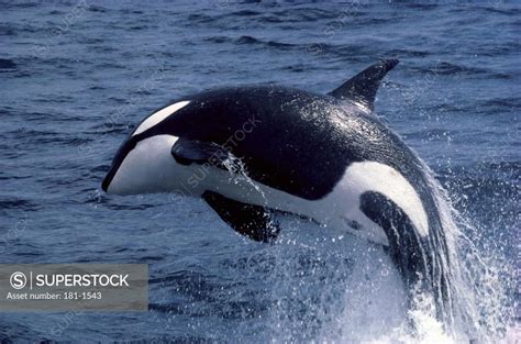 Killer Whale Orcinus Orca Atlantic Ocean Superstock