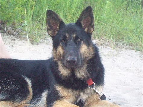 Absolutely gorgeous and big boned puppies!!! German Shepherd Kennel - Purebred German Shepherd Puppies ...