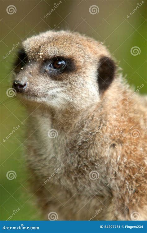 Meerkat Portrait Stock Image Image Of Carnivorous Group 54297751