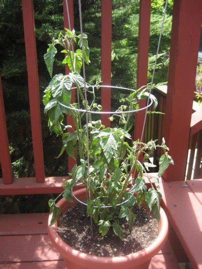 I know how to build things but i know nothing about plants except that every one i touch dies (i even killed my cactus). Container Tomatoes: Tips On Growing Tomatoes In Containers