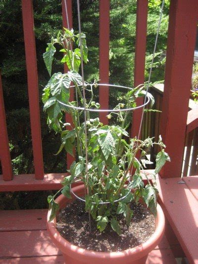 Container Tomatoes: Tips On Growing Tomatoes In Containers