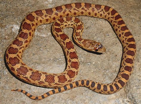 Check spelling or type a new query. Below is another young Pacific gopher snake found right ...