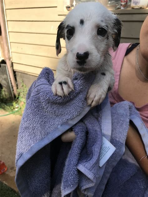All animals are guaranteed a home regardless of length of time pet may have to be cared for in our unique and very extensive foster care program. Dalmatian Puppies For Sale | Gainesville, GA #313953