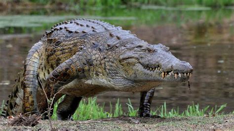 Crocs cannot get anywhere near that fast on land. Lions, Tigers, and Bears... How Does A Concealed Carry ...