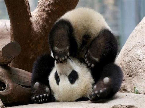 Bored Panda Demilked