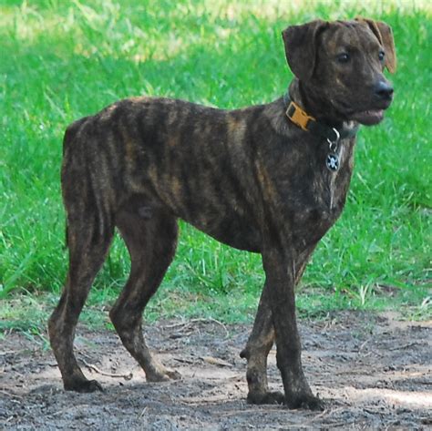 treeing tennessee brindle dog breed standards