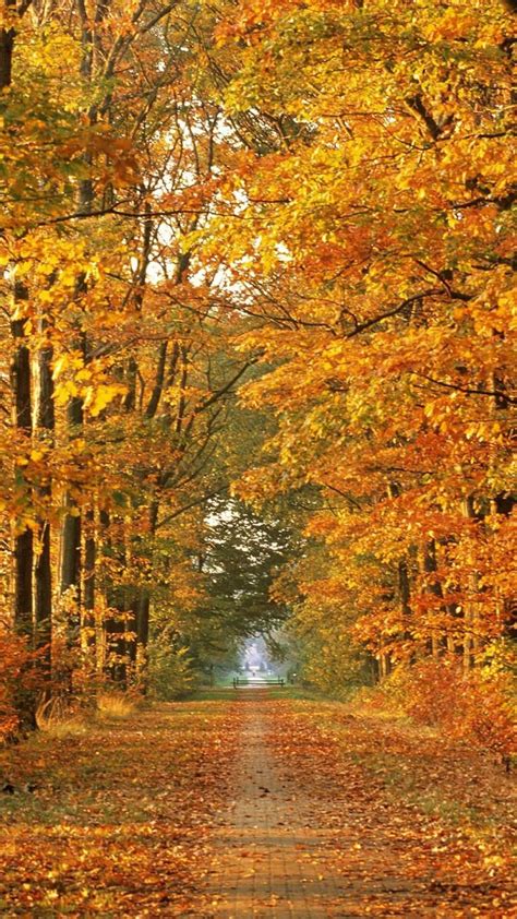 Fall Iphone Wallpaper Hd 1080p Fall Pictures Fall Wallpaper Autumn
