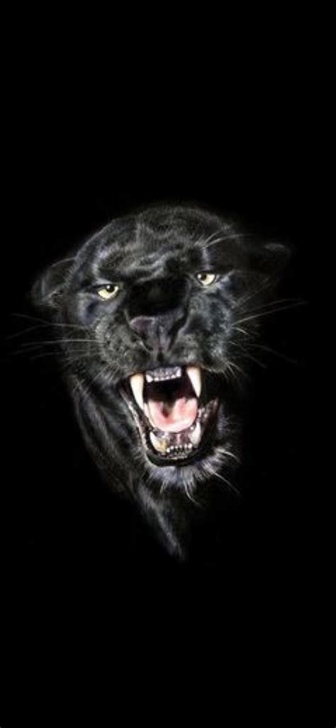 Cool Iphone Wallpaper Black Panther Animal Wallpaper