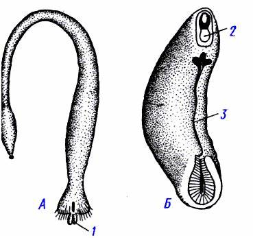 Рис. 432 (zu) Представители бороздчатобрюхих моллюсков Картинка - Рис. 432 (zu) Представители бороздчатобрюхих моллюсков