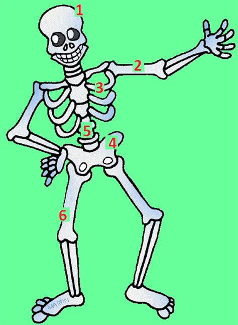 Flat bones are somewhat flattened, and can provide protection, like a shield; English Exercises: BONES AND MUSCLES