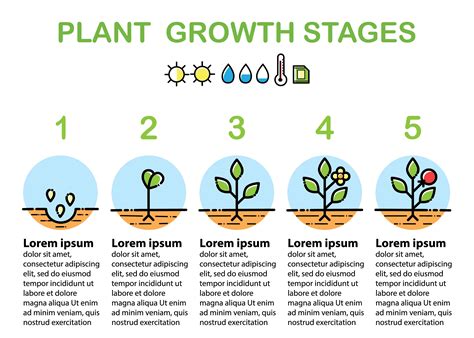 Plant Growth Stages Infographics Line Art Icons Flat Design 617091