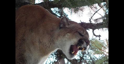 Monster 197 Pound Cougar Captured By Washington State Biologists