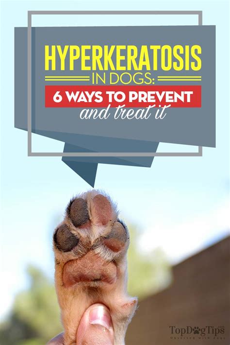 Hyperkeratosis In Dogs 6 Ways To Prevent It And Treat It