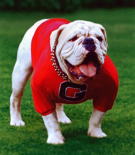 Hairy dawg is the anthropomorphic mascot of the university of georgia bulldogs. UGA; THE BULLDOG MASCOT THROUGH HISTORY