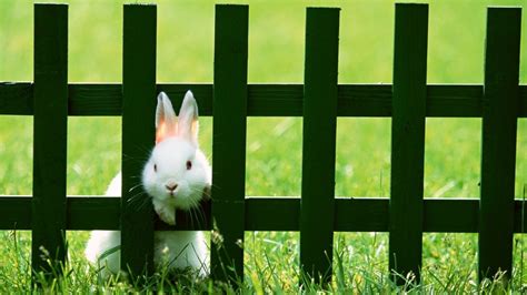 How To Stop Rabbits From Digging Holes Around Your Yard And Garden