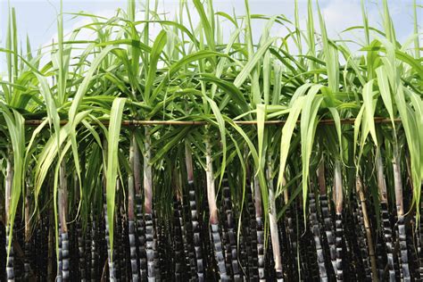 Scientists Sequence ‘most Complete Sugarcane Genome 2019 12 09