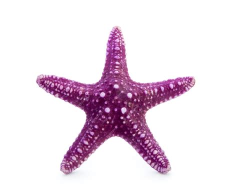 Premium Photo Purple Starfish Isolated On White Background