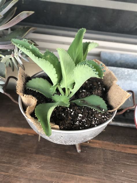 Mother of Thousands planted in a vintage strainer! #vintage #succulent #outside | Succulents ...