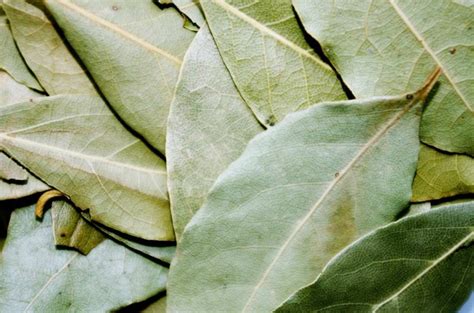 Le laurier tout savoir sur le laurier Plantes