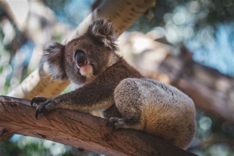10 Fun Facts About Australia that Will Surprise You | The Planet D