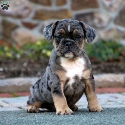 However, free frenchy dogs and puppies are a rarity as rescues usually charge a small adoption fee to cover their expenses (usually less than $200). 99+ English Bulldog Pitbull Mix Puppies in 2020 (With ...