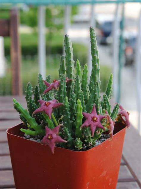 For instance, if your plant is turning brown from the top, the cause could be sunburn. Stapelia scitula - Small Starfish Flower | World of Succulents