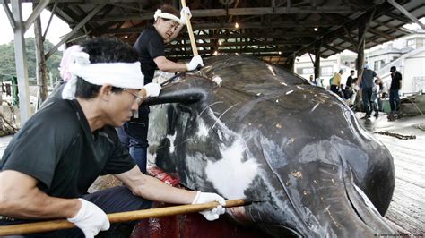 Japan Kills 333 Whales In Annual Antarctic Hunt Dw 03312017
