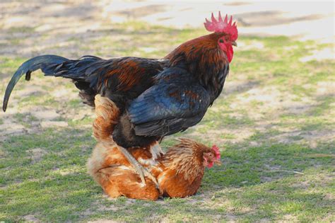 Chicken Mating How Does That Work The Chicken Chick