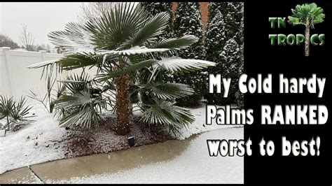 My Cold Hardy Palms Ranked YouTube