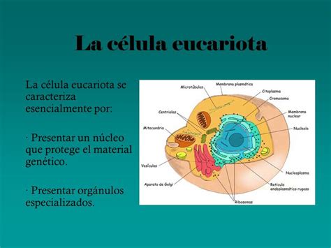 Material Genetico De La Celula Procariota Y Eucariota Varios Materiales